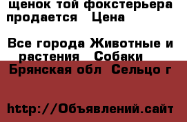 щенок той-фокстерьера продается › Цена ­ 25 000 - Все города Животные и растения » Собаки   . Брянская обл.,Сельцо г.